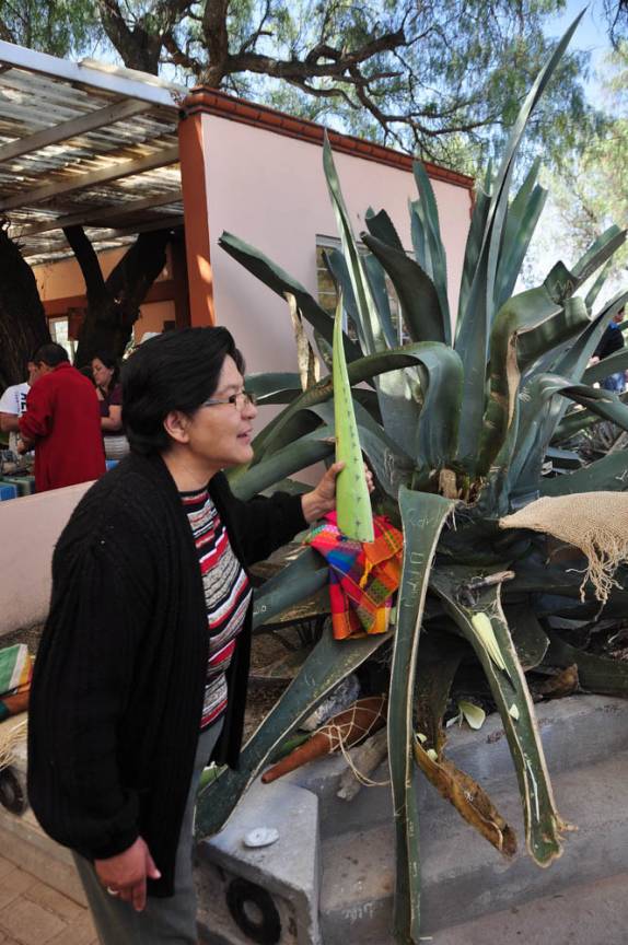 Maguey, planta com uma infinidade de utilidades. Próximo às ruínas de Teotihuacán, ao norte da Cidade do México